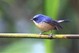 Slaty-blue Flycatcherborder=